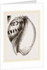 Shell of Melo by Anonymous