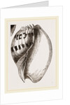 Shell of Melo by Anonymous