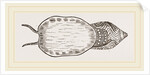 Undulated Volute expanded Foot by Anonymous