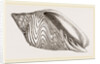 Shell of Undulated Volute by Anonymous