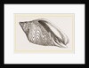 Shell of Undulated Volute by Anonymous