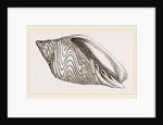 Shell of Undulated Volute by Anonymous