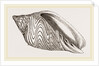 Shell of Undulated Volute by Anonymous