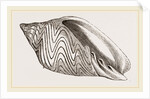 Shell of Undulated Volute by Anonymous