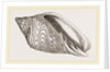 Shell of Undulated Volute by Anonymous