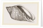 Shell of Undulated Volute by Anonymous