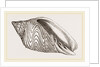 Shell of Undulated Volute by Anonymous