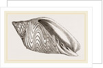Shell of Undulated Volute by Anonymous