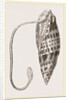 Episcopal Mitre by Anonymous