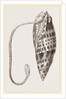 Episcopal Mitre by Anonymous