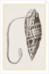 Episcopal Mitre by Anonymous