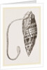 Episcopal Mitre by Anonymous