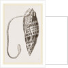 Episcopal Mitre by Anonymous