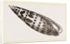 Episeopal Mitre by Anonymous