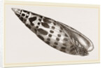 Episeopal Mitre by Anonymous