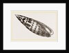 Episeopal Mitre by Anonymous