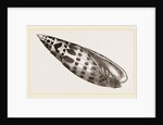 Episeopal Mitre by Anonymous
