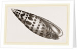 Episeopal Mitre by Anonymous