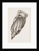 Pacific Volute by Anonymous