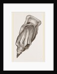Pacific Volute by Anonymous