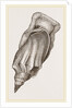 Pacific Volute by Anonymous