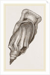 Pacific Volute by Anonymous