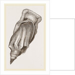 Pacific Volute by Anonymous