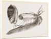Ruddy Olive by Anonymous