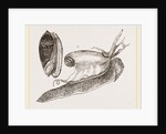 Ruddy Olive by Anonymous