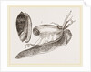 Ruddy Olive by Anonymous