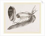 Ruddy Olive by Anonymous