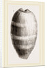 Young Cowry by Anonymous