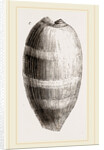Young Cowry by Anonymous