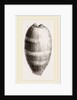Young Cowry by Anonymous