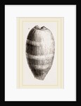 Young Cowry by Anonymous