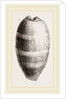Young Cowry by Anonymous