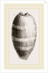 Young Cowry by Anonymous