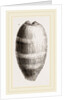 Young Cowry by Anonymous
