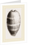 Young Cowry by Anonymous