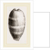 Young Cowry by Anonymous
