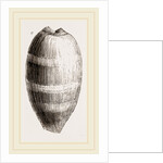 Young Cowry by Anonymous