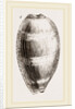 Young Cowry by Anonymous