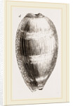 Young Cowry by Anonymous