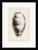 Young Cowry by Anonymous