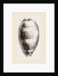 Young Cowry by Anonymous