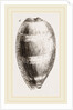 Young Cowry by Anonymous