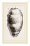 Young Cowry by Anonymous