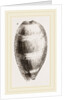 Young Cowry by Anonymous