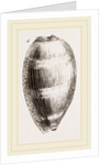 Young Cowry by Anonymous