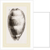 Young Cowry by Anonymous